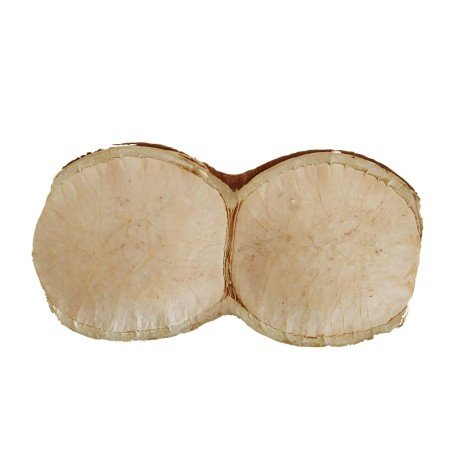 Sonajero Vaina de Semilla Natural