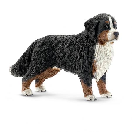 Perro Bernés Hembra