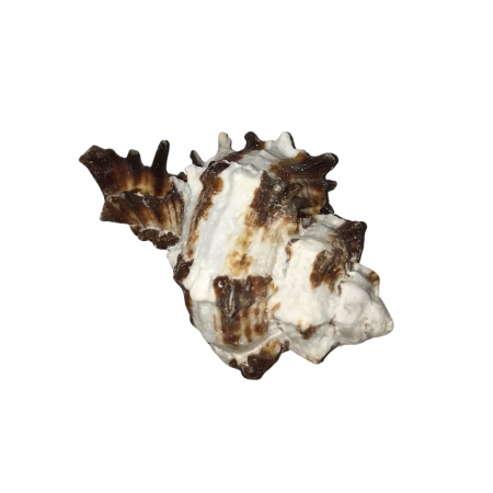 Concha Murex Indivia