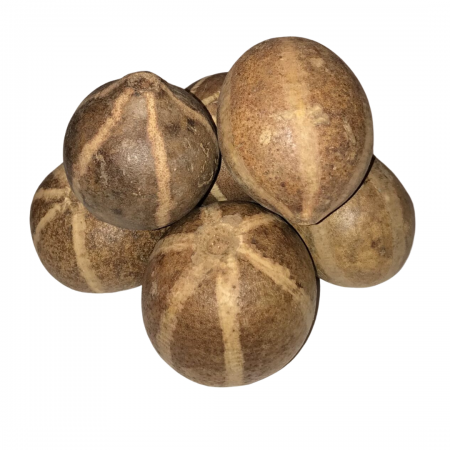 Calabaza Bellani 4-6cm