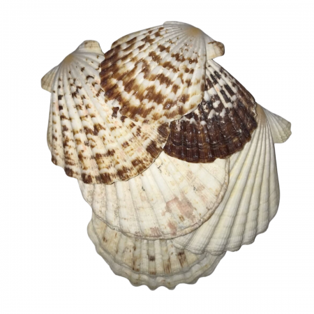Concha Scalop (5-7cm)