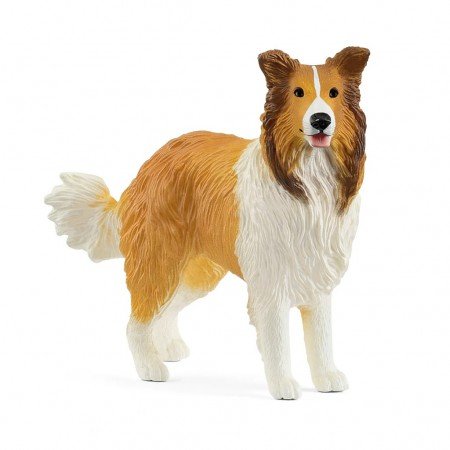 Perro Collie
