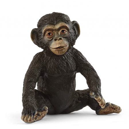 Cría de chimpancé