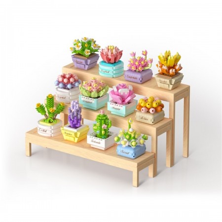 Koco plantas suculentas