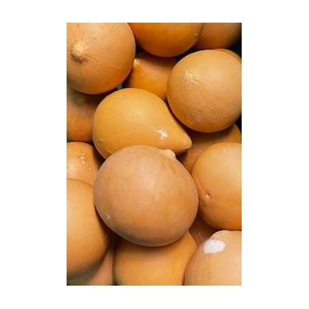 Mini Calabaza redonda