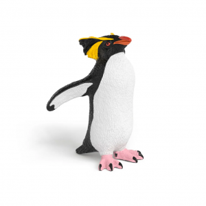 Pingüino saltarrocas