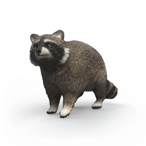 Mapache